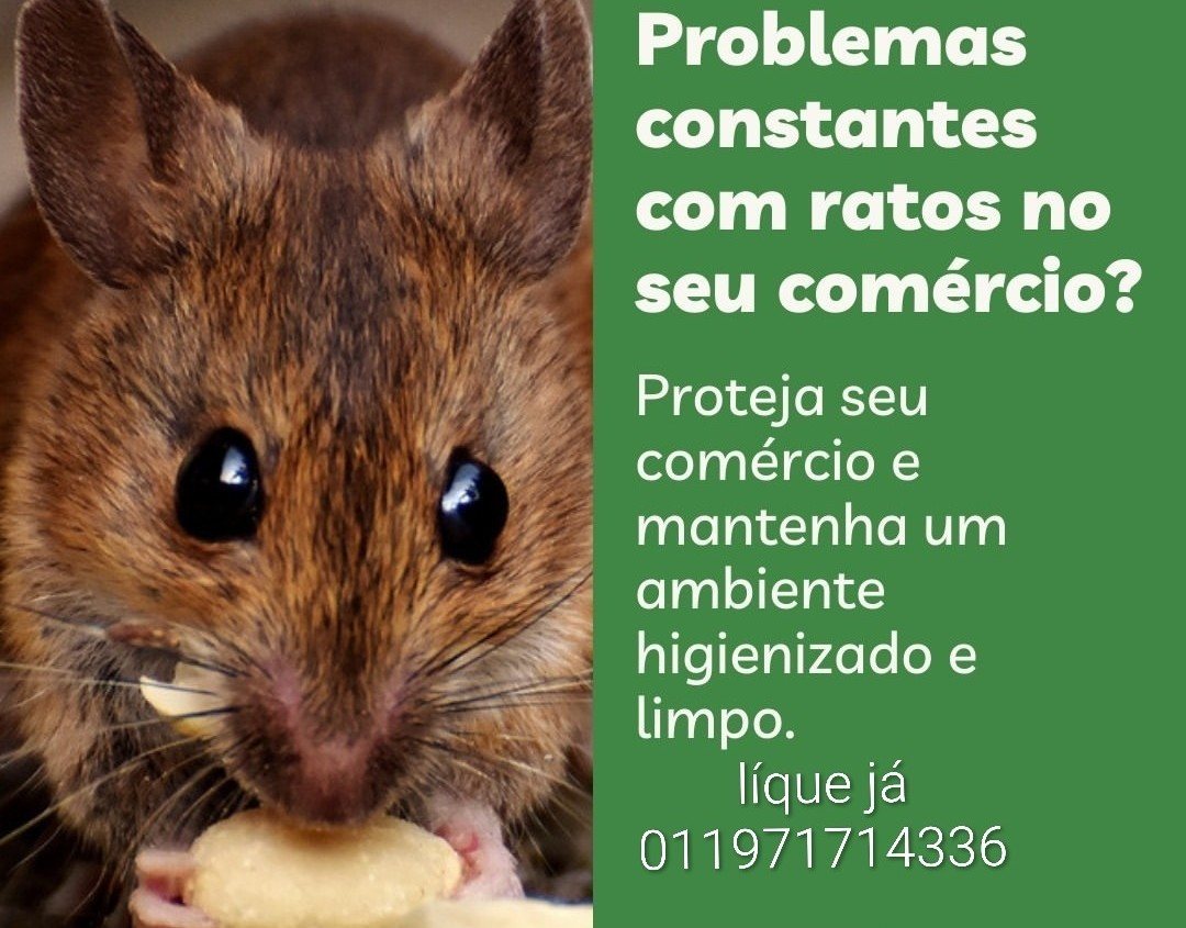 Arte da GMs sobre desratização em comércios: proteja seu comércio e mantenha o ambiente higienizado